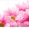 alishanaiyer1